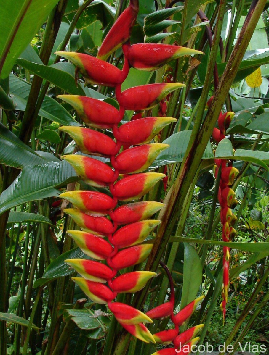 Heliconia rostrata Ruiz & Pav.